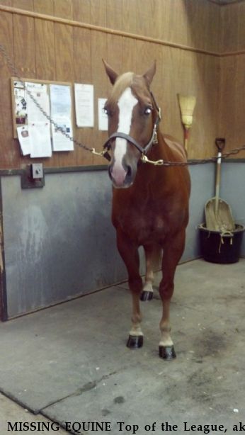 MISSING EQUINE Top of the League, aka Stan, NC Near Brentwood, TN, 00000
